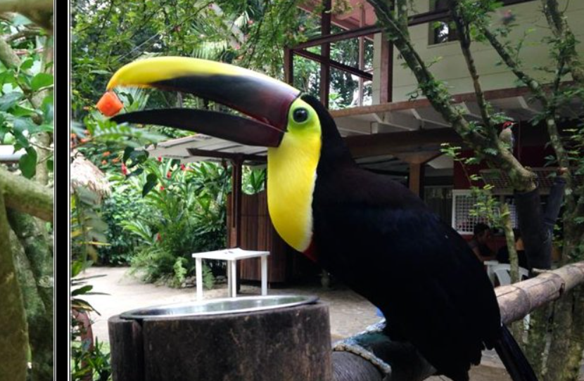 Jaguar Rescue Center, Puerto Viejo, Limón, Costa Rica